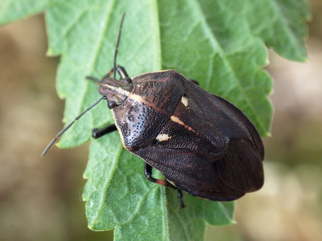 Jalla dumosa (Linnaeus, 1758)